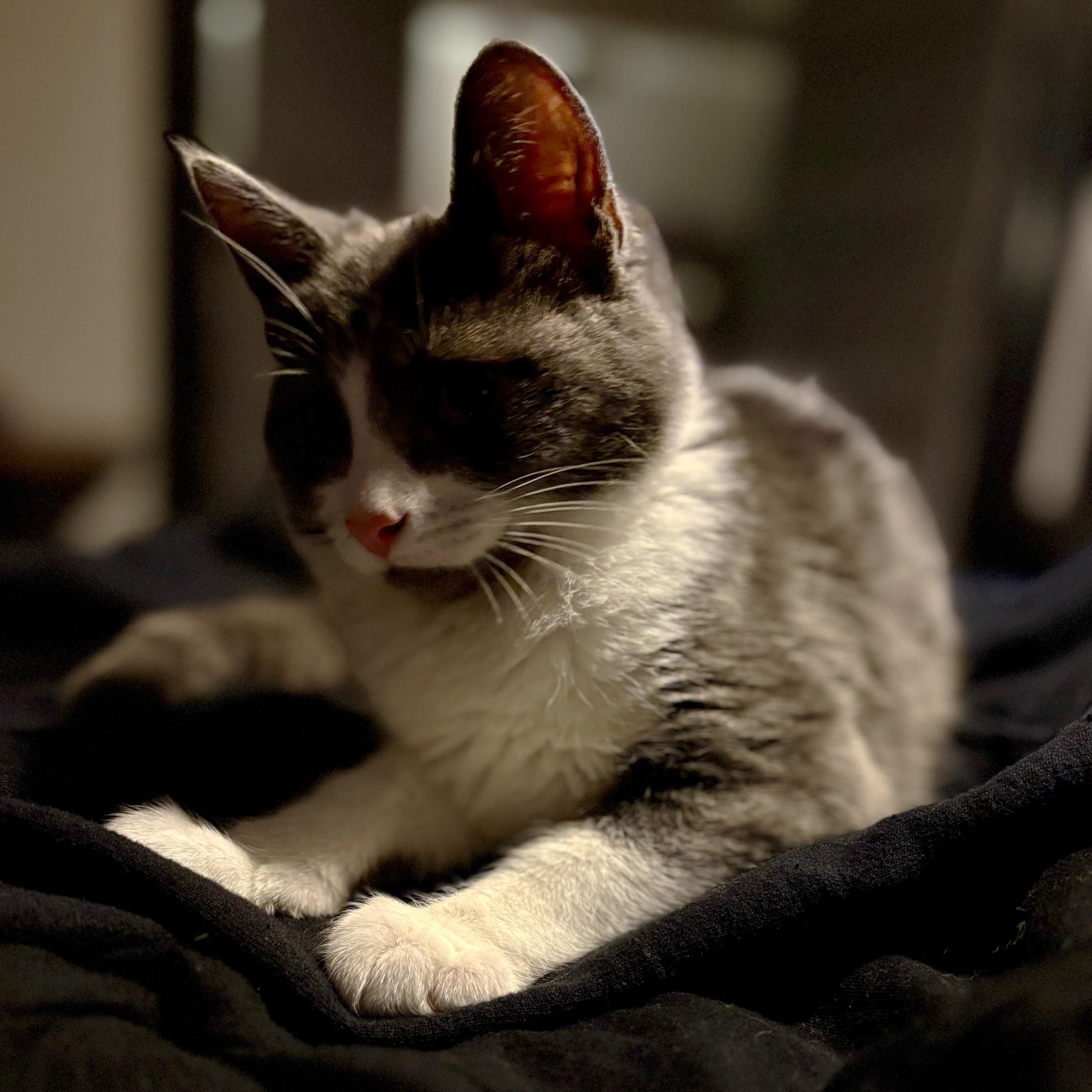 Brutus - A Love Bug, Adoptable, Kitten Male Tuxedo.