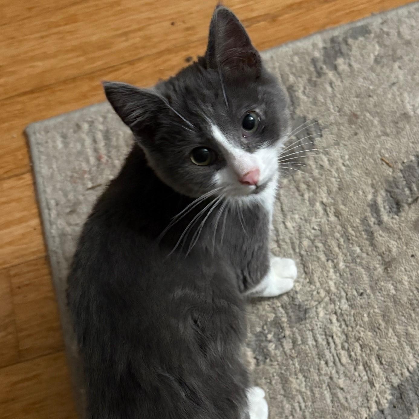 Enlarge Brutus - A Love Bug, a Adoptable mixed breed in Hoquiam, WA image 3/4