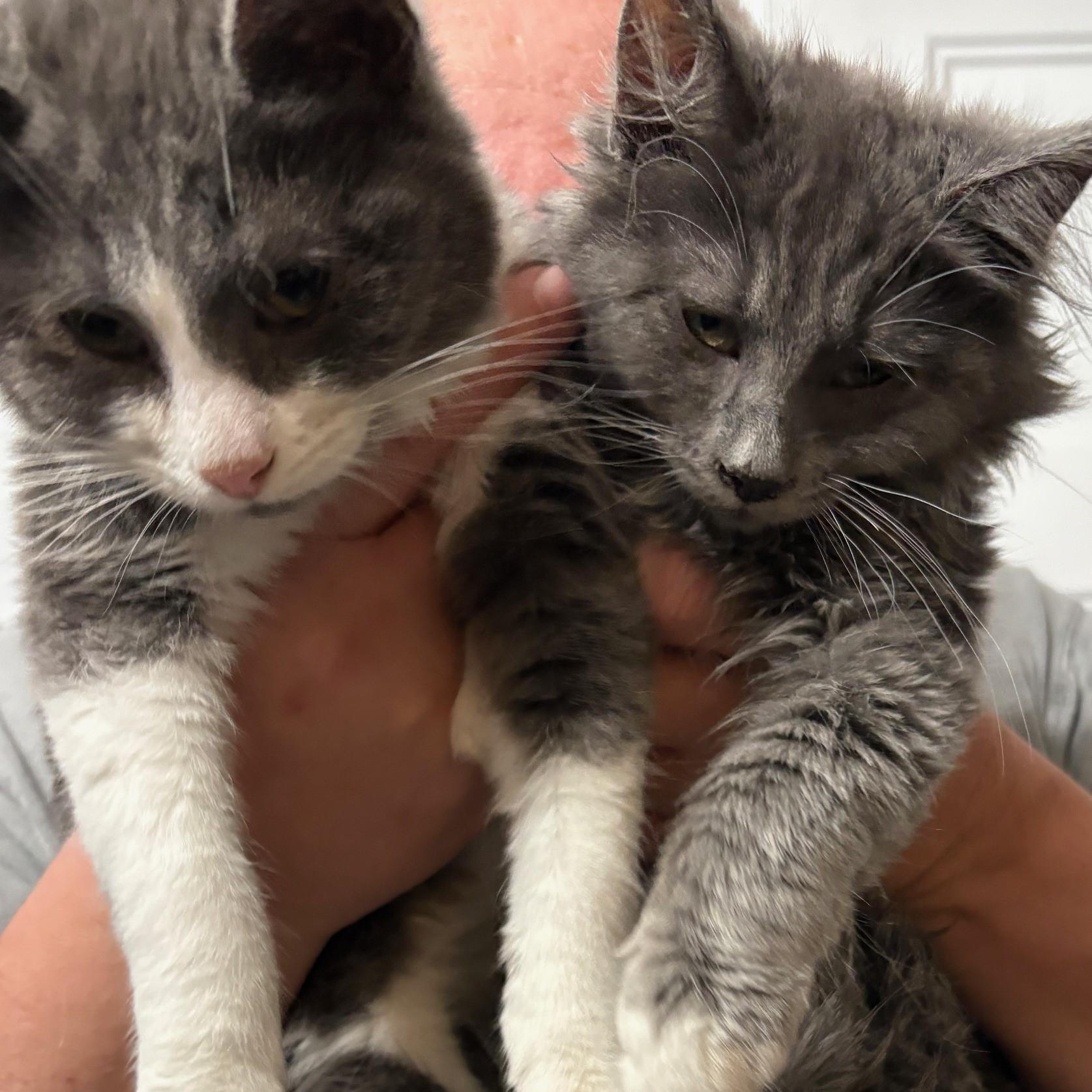 Enlarge Brutus - A Love Bug, a Adoptable mixed breed in Hoquiam, WA image 4/4