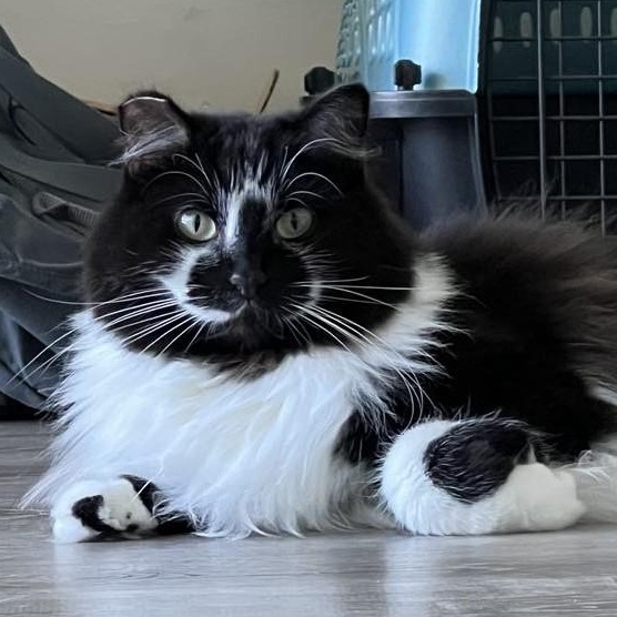 Enlarge Giblets (Bonded to Hammy), a Adoptable Domestic Medium Hair in Renton , WA image 3/6