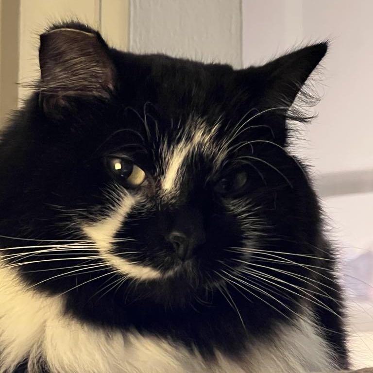 Enlarge Giblets (Bonded to Hammy), a Adoptable Domestic Medium Hair in Renton , WA image 4/6