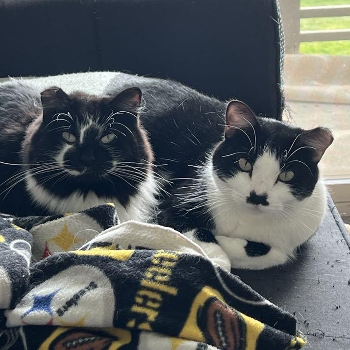 Enlarge Giblets (Bonded to Hammy), a Adoptable Domestic Medium Hair in Renton , WA image 6/6