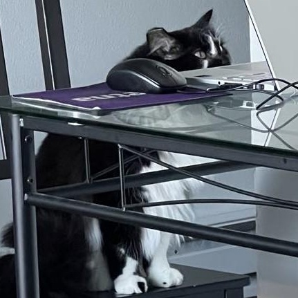 Enlarge Giblets (Bonded to Hammy), a Adoptable Domestic Medium Hair in Renton , WA image 5/6