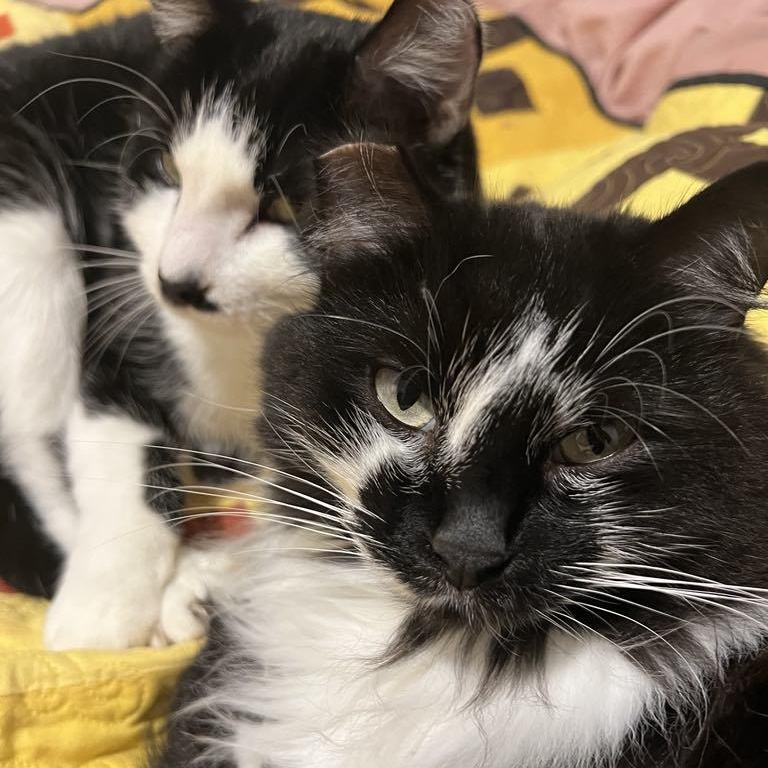 Enlarge Giblets (Bonded to Hammy), a Adoptable Domestic Medium Hair in Renton , WA image 2/6