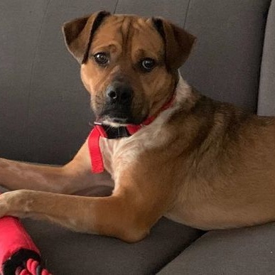 Lulu, Adoptable, Young Female Boxer.