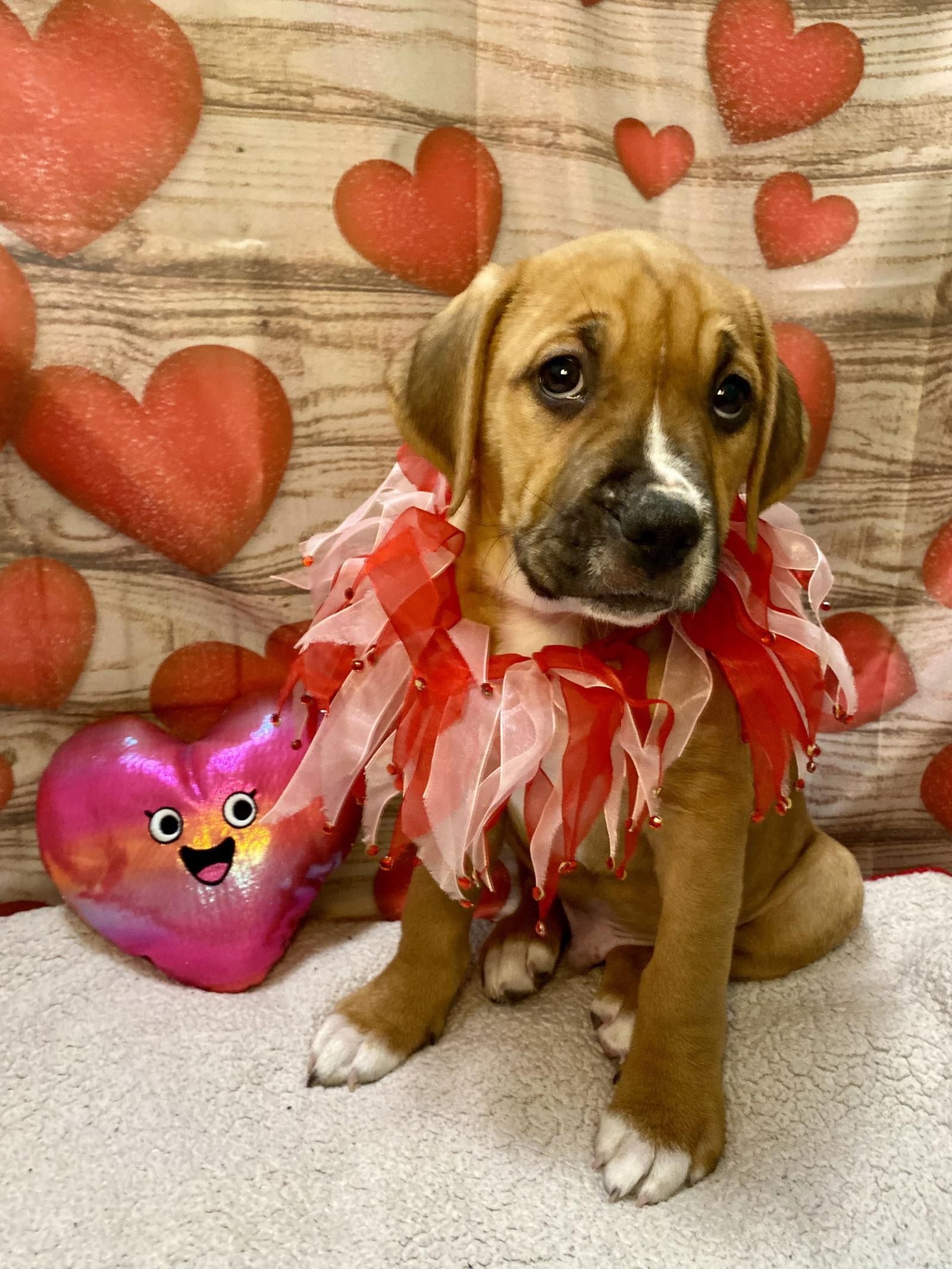 Enlarge Bruno, a Adoptable mixed breed in Barnhart, MO image 1/3