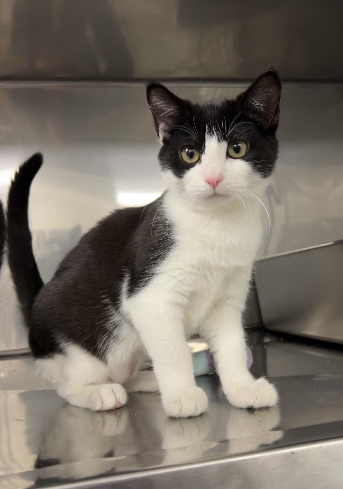 Enlarge Honey Crisp , an adopted Domestic Short Hair in Montville, NJ image 1/3