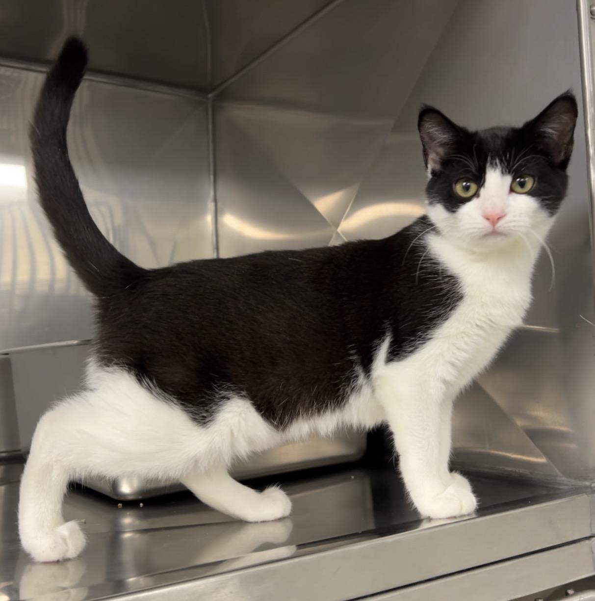 Enlarge Honey Crisp , an adopted Domestic Short Hair in Montville, NJ image 2/3