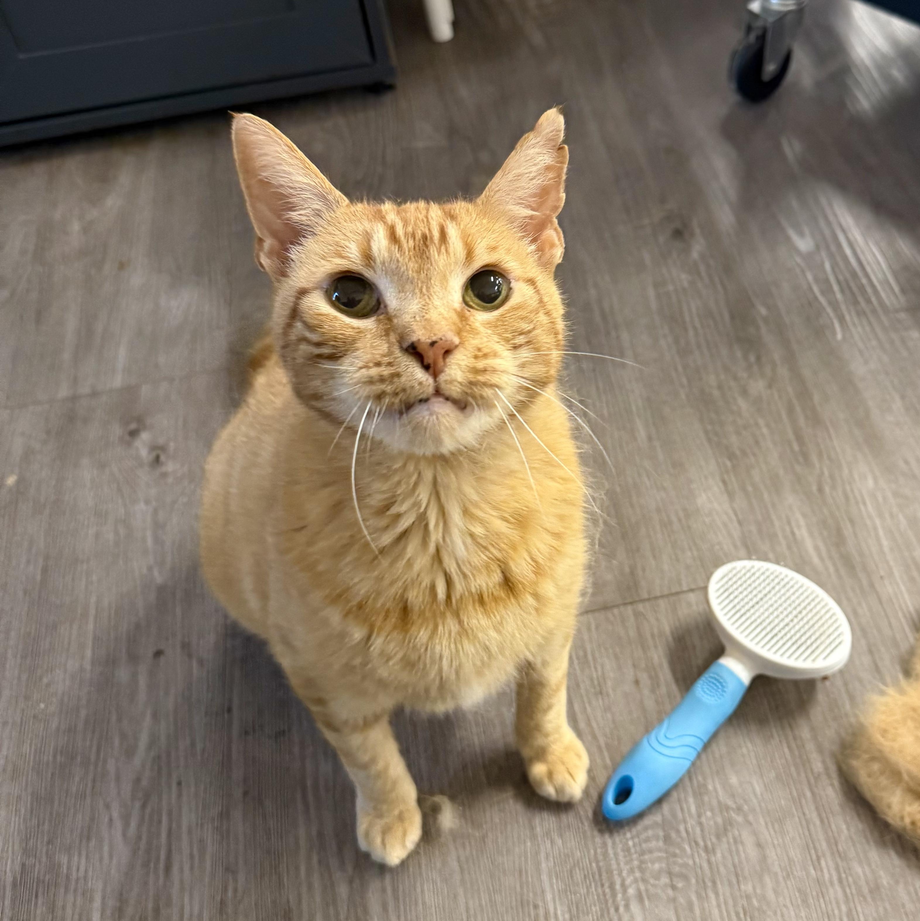 Enlarge Cornbread, a ADOPTABLE Domestic Short Hair in Walnut Creek, CA image 1/6