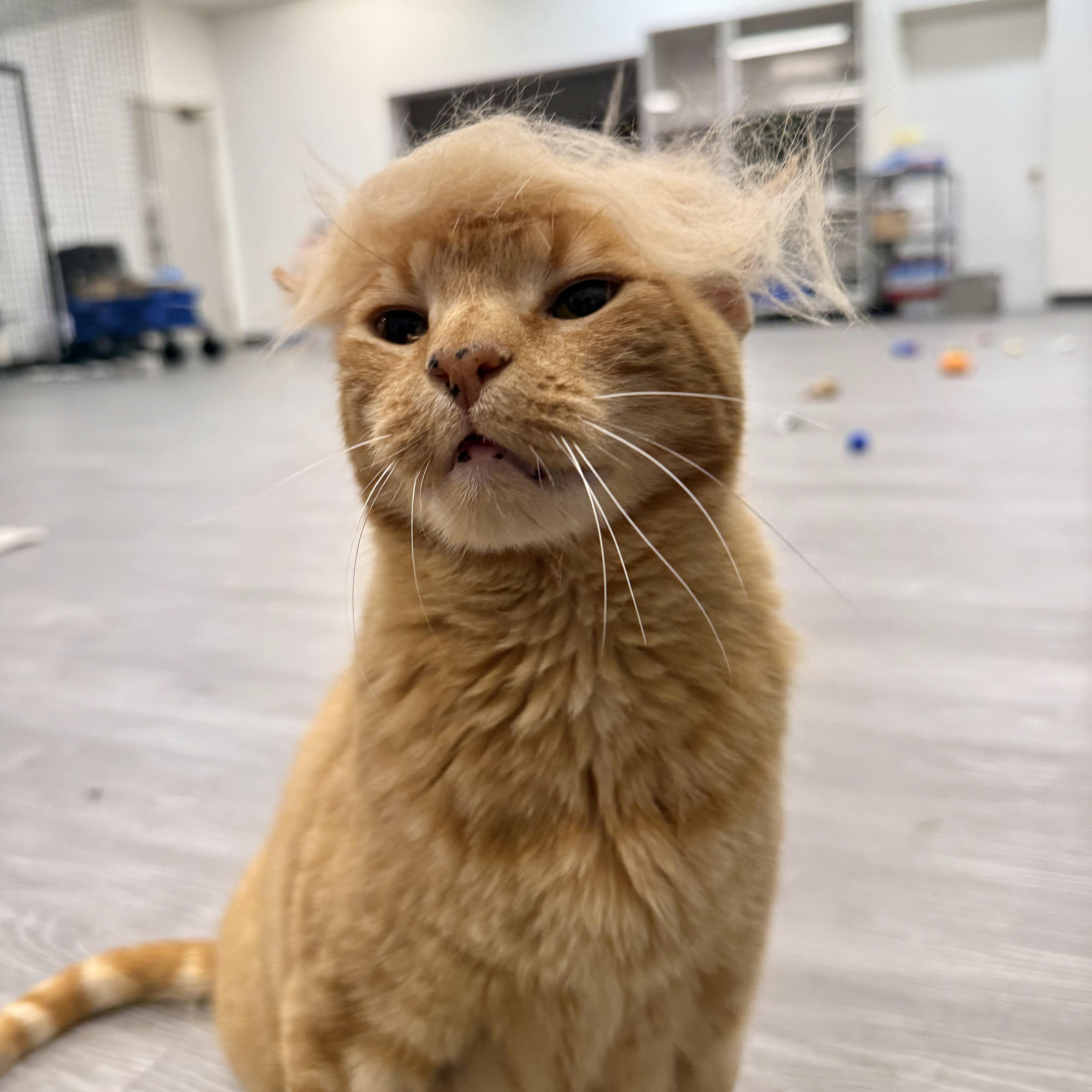 Enlarge Cornbread, a ADOPTABLE Domestic Short Hair in Walnut Creek, CA image 4/6