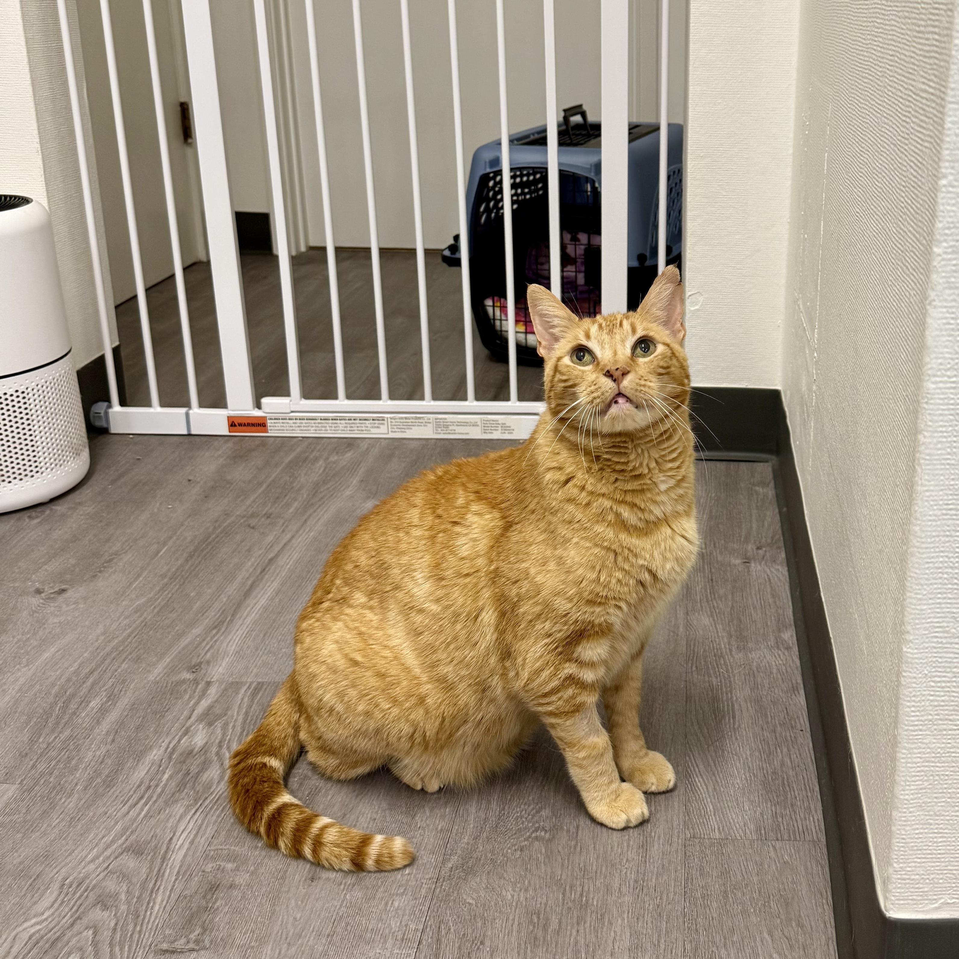 Enlarge Cornbread, a ADOPTABLE Domestic Short Hair in Walnut Creek, CA image 3/6