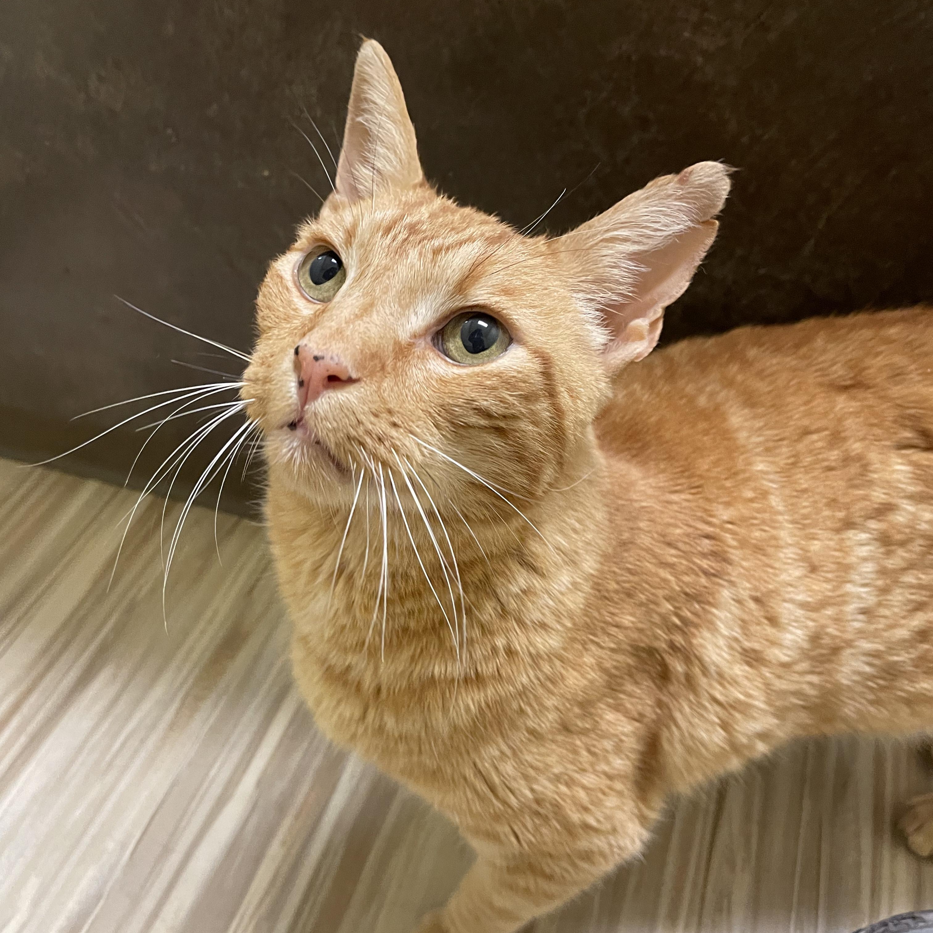 Enlarge Cornbread, a ADOPTABLE Domestic Short Hair in Walnut Creek, CA image 5/6