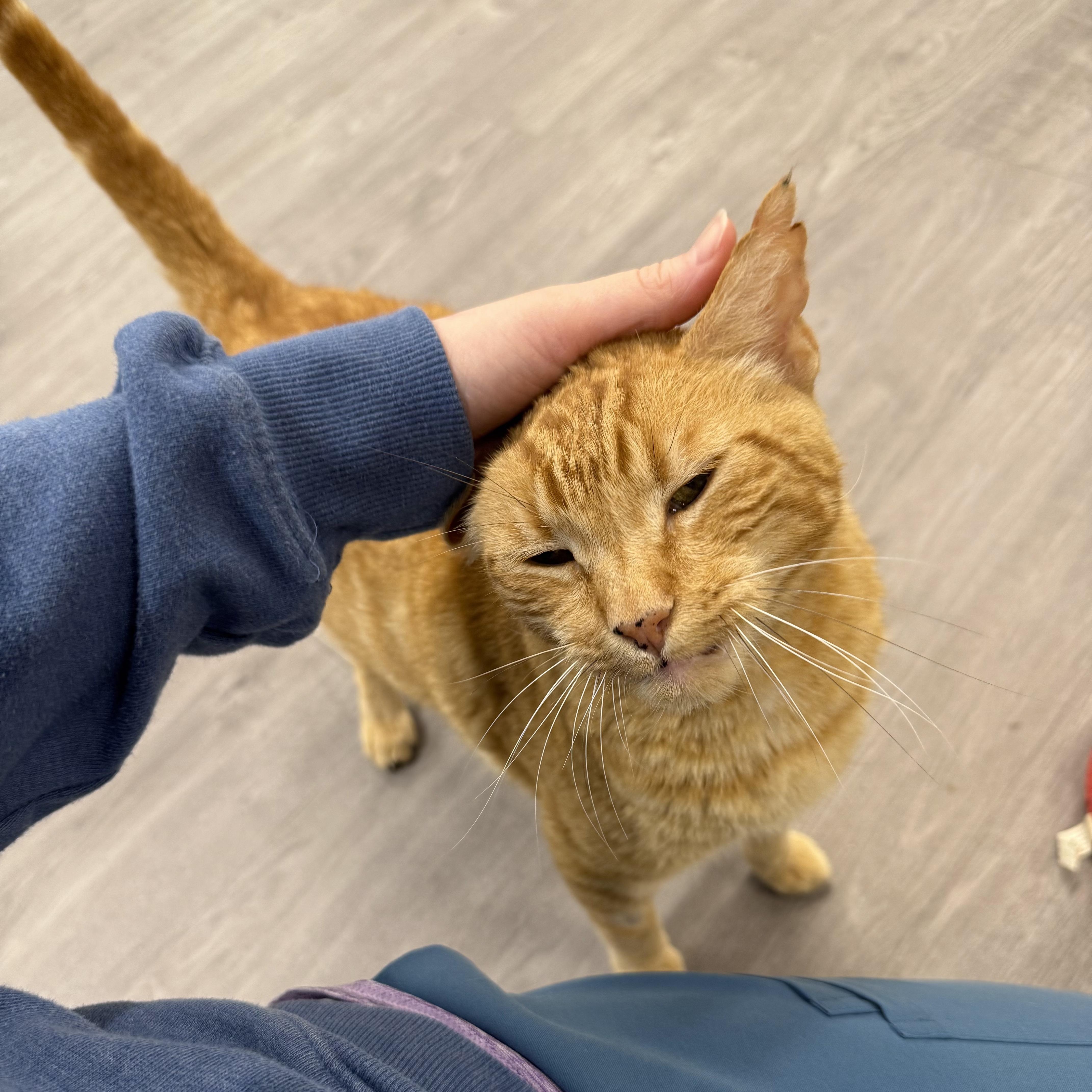Enlarge Cornbread, a ADOPTABLE Domestic Short Hair in Walnut Creek, CA image 4/6