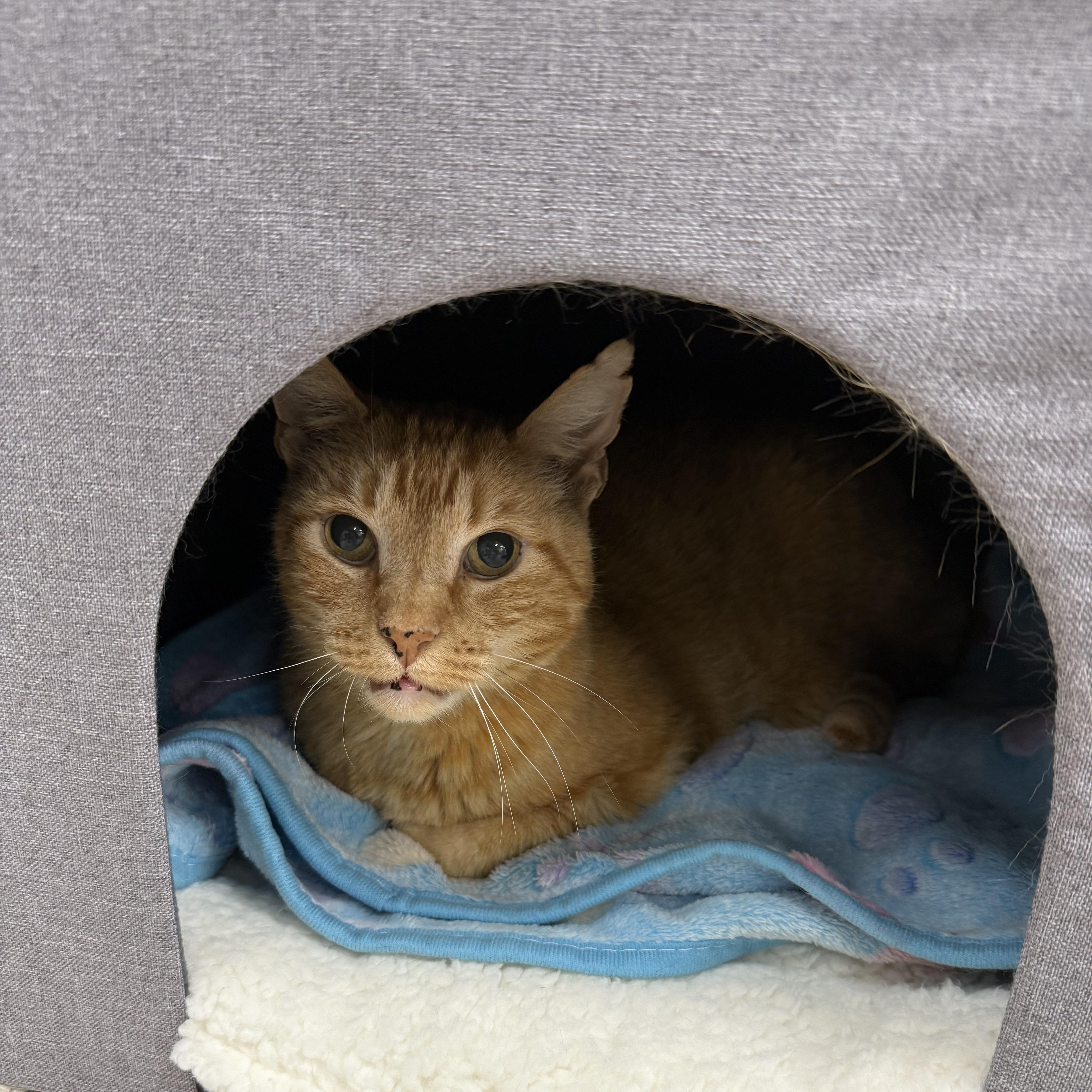 Cornbread, ADOPTABLE, Adult Male Domestic Short Hair.