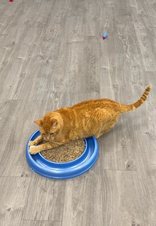 Enlarge Cornbread, a ADOPTABLE Domestic Short Hair in Walnut Creek, CA video 6/6