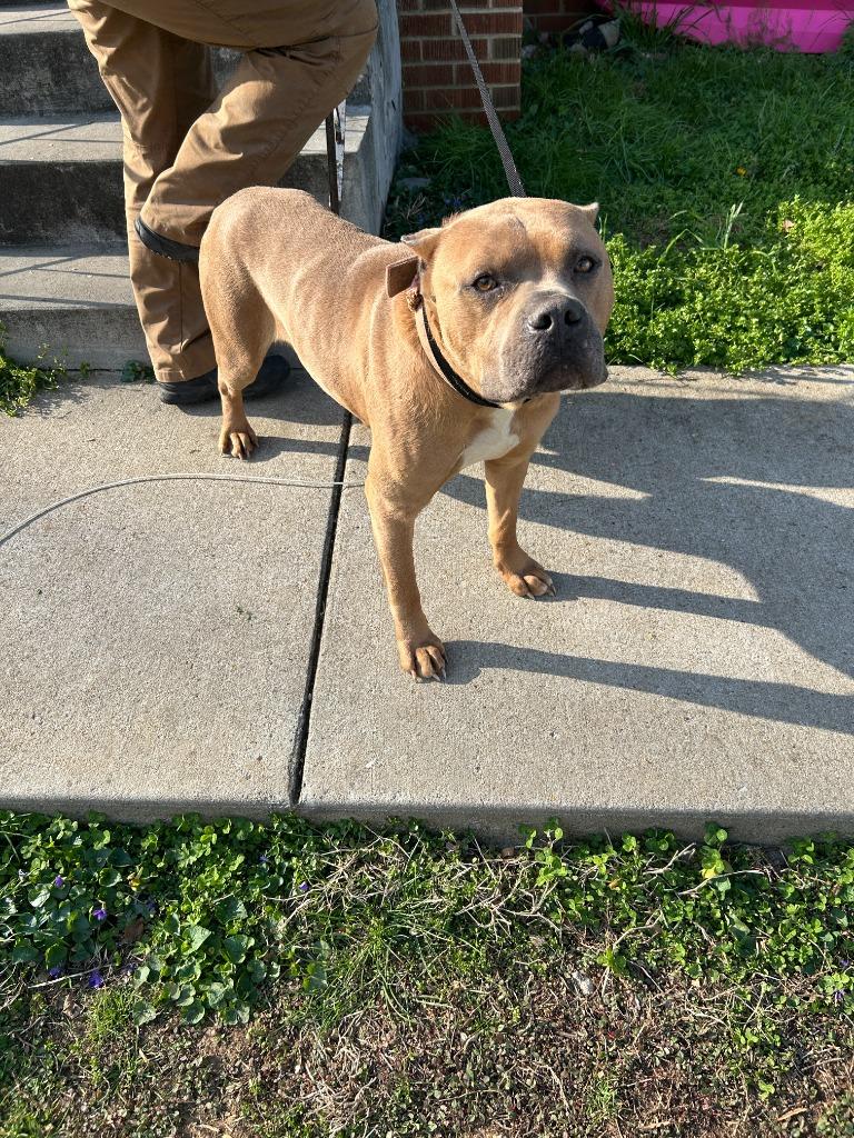 Jackson, Adoptable, Adult Male Pit Bull Terrier.