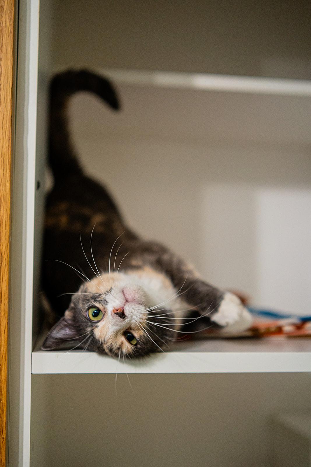 Enlarge Isabelle, a Adoptable Domestic Short Hair in Dellslow, WV image 5/5