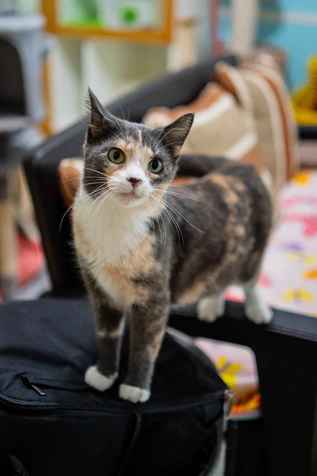 Enlarge Isabelle, a Adoptable Domestic Short Hair in Dellslow, WV image 4/5