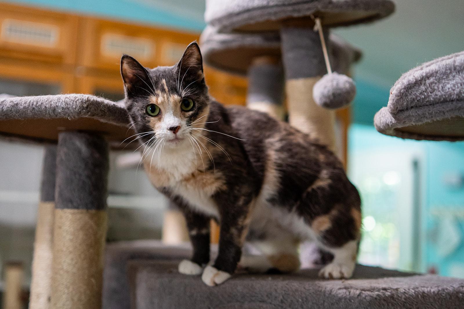 Isabelle, Adoptable, Adult Female Domestic Short Hair.