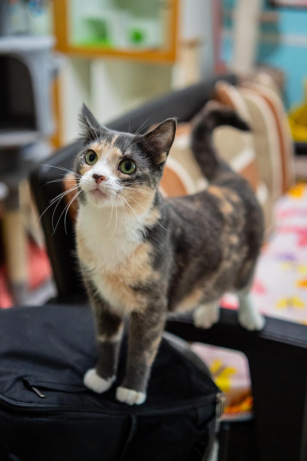 Enlarge Isabelle, a Adoptable Domestic Short Hair in Dellslow, WV image 3/5
