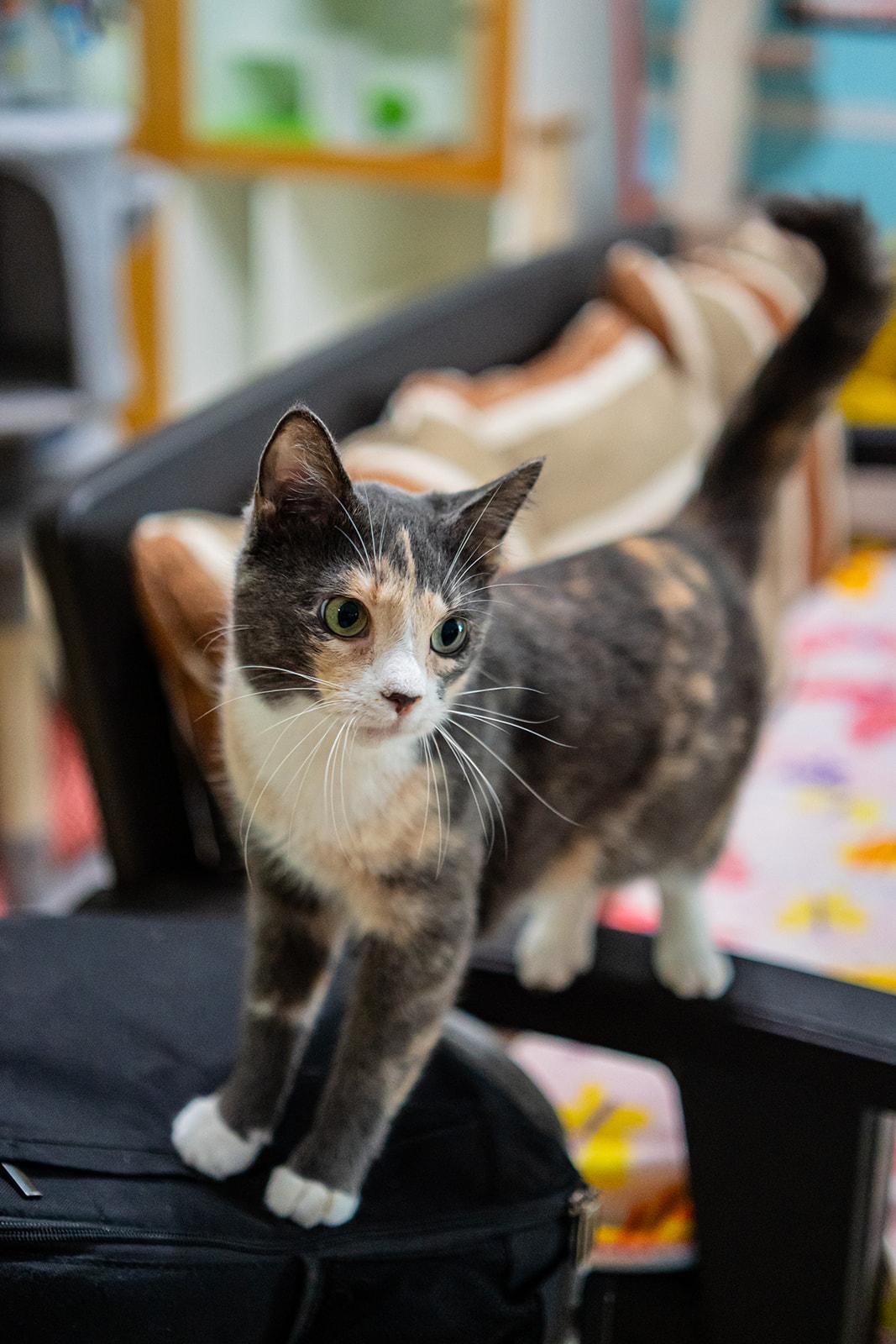 Enlarge Isabelle, a Adoptable Domestic Short Hair in Dellslow, WV image 2/5