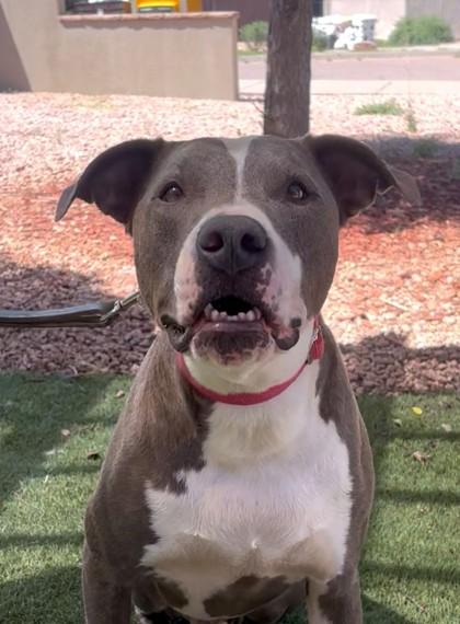 Mr. Worldwide, Adoptable, Adult Male Great Dane.