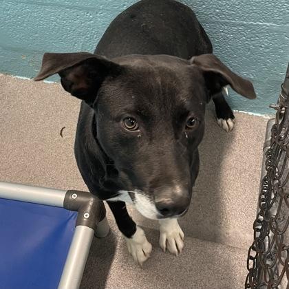 Enlarge Barney, a ADOPTABLE mixed breed in Flagstaff, AZ image 1/1