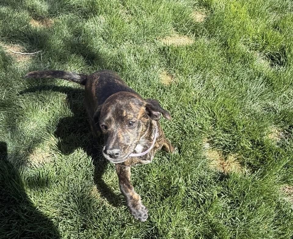 Chloe, Adoptable, Puppy Female Labrador Retriever.