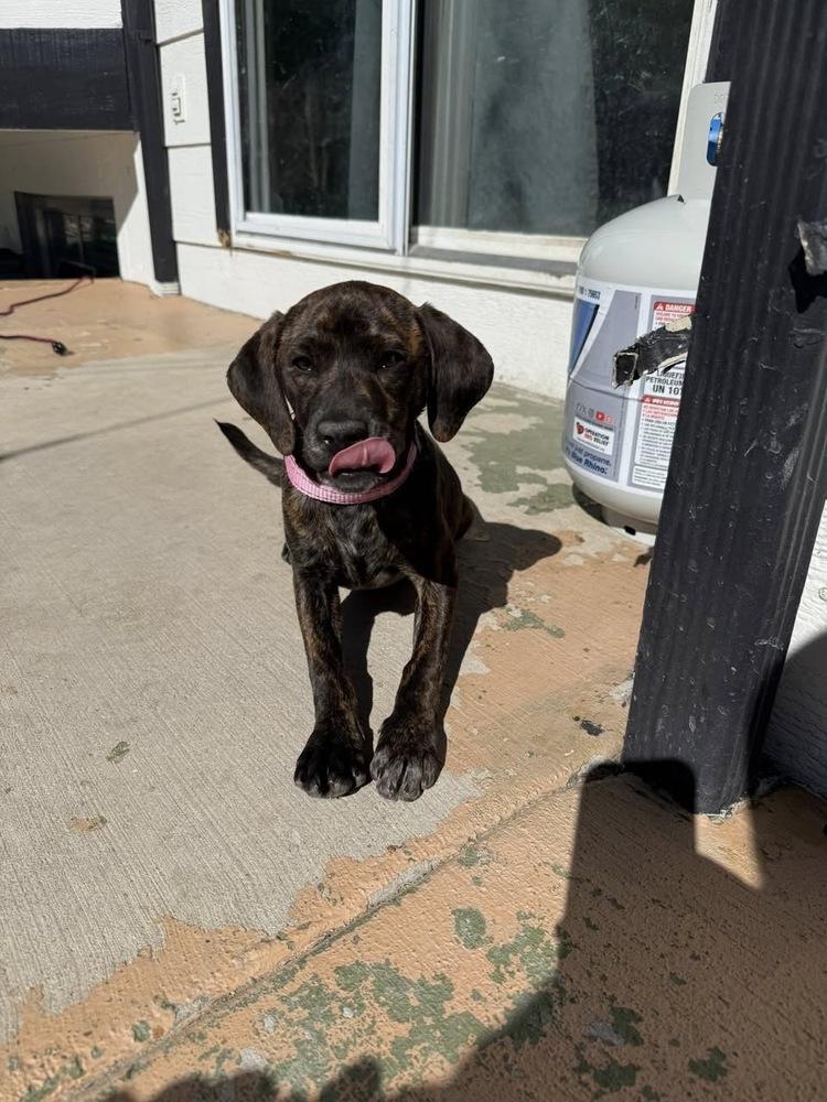 Enlarge Chloe, a Adoptable mixed breed in Colorado Springs, CO image 2/3