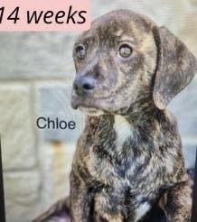 Enlarge Chloe, a Adoptable mixed breed in Colorado Springs, CO image 3/3