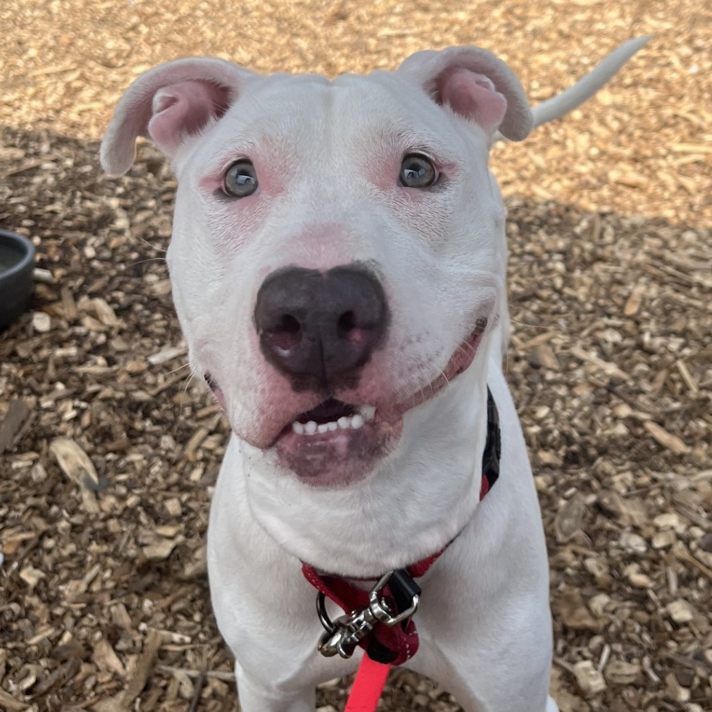 Enlarge Dandelion, a Adoptable Pit Bull Terrier in Briarcliff Manor, NY image 5/6