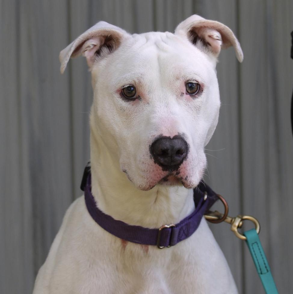 Dandelion, Adoptable, Young Female Pit Bull Terrier.