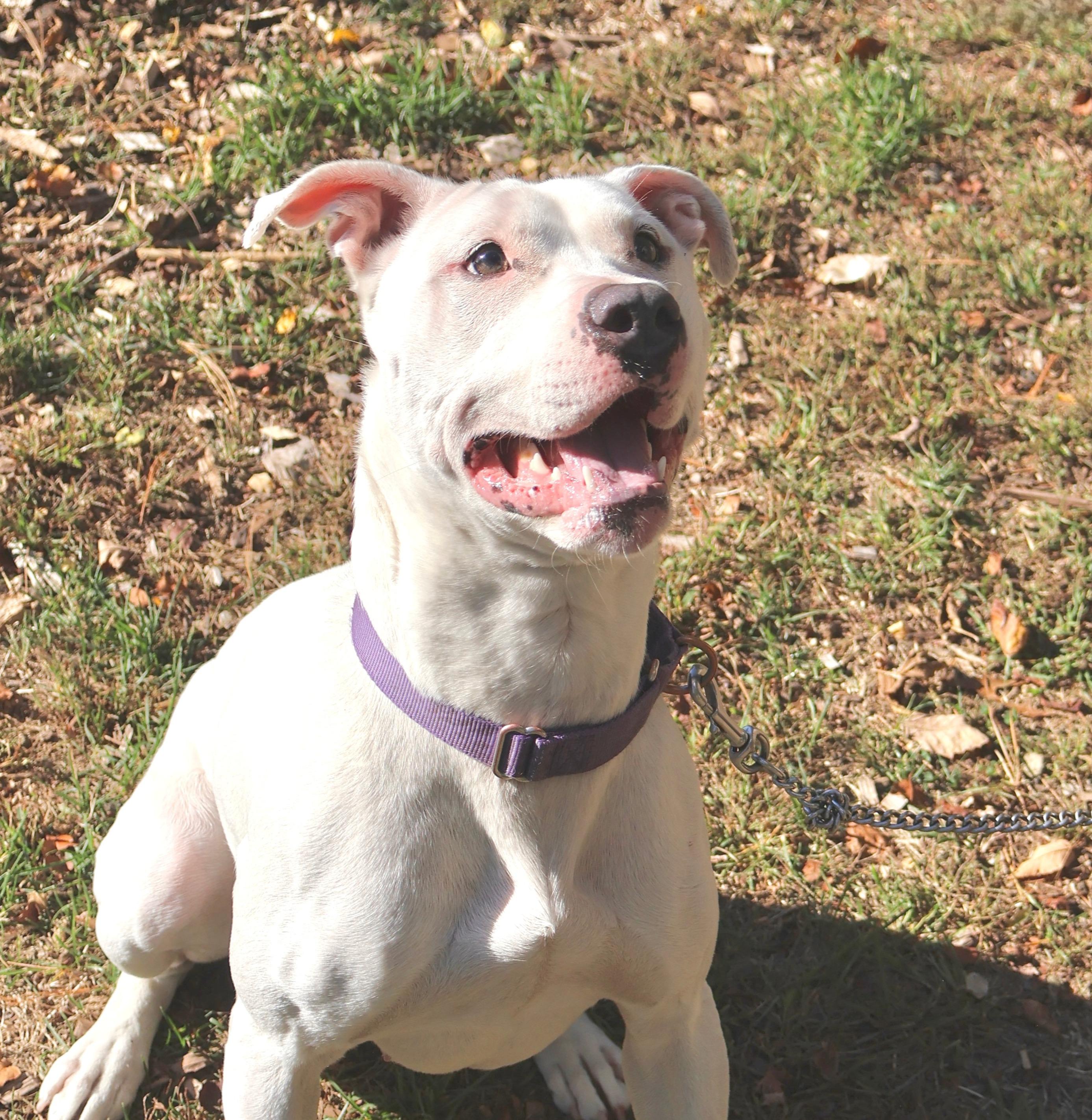 Enlarge Dandelion, a Adoptable Pit Bull Terrier in Briarcliff Manor, NY image 1/6