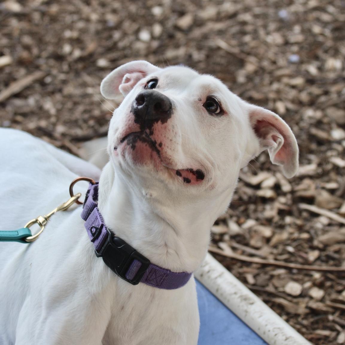 Enlarge Dandelion, a Adoptable Pit Bull Terrier in Briarcliff Manor, NY image 1/6