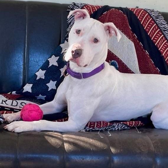 Enlarge Dandelion, a Adoptable Pit Bull Terrier in Briarcliff Manor, NY image 3/6