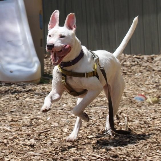 Enlarge Dandelion, a Adoptable Pit Bull Terrier in Briarcliff Manor, NY image 6/6