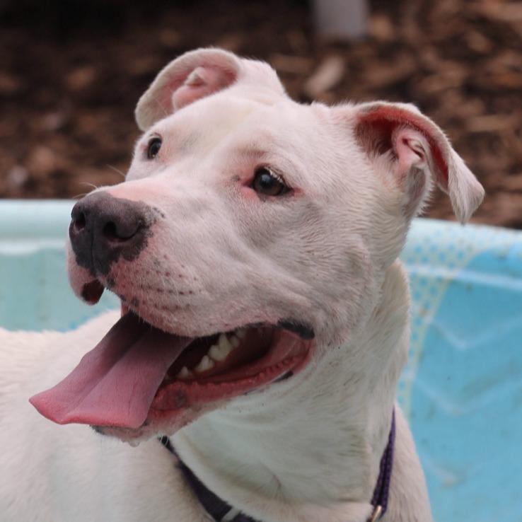 Enlarge Dandelion, a Adoptable Pit Bull Terrier in Briarcliff Manor, NY image 4/6