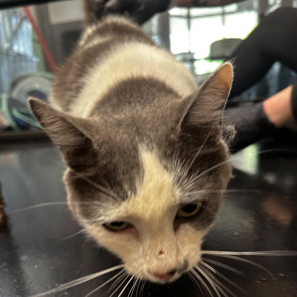 Cartman, a Adoptable Domestic Short Hair in Gadsden, AL image 1/4
