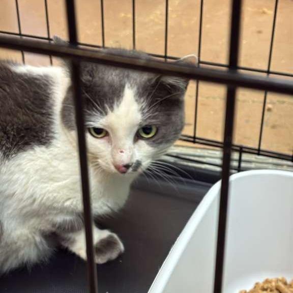 Cartman, a Adoptable Domestic Short Hair in Gadsden, AL image 3/4