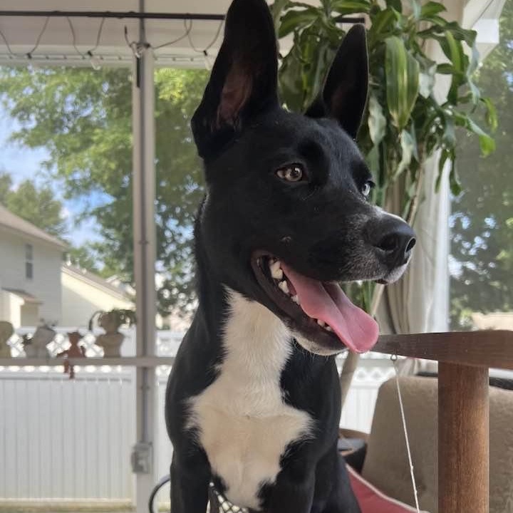 Julia, Adoptable, Young Female Husky.