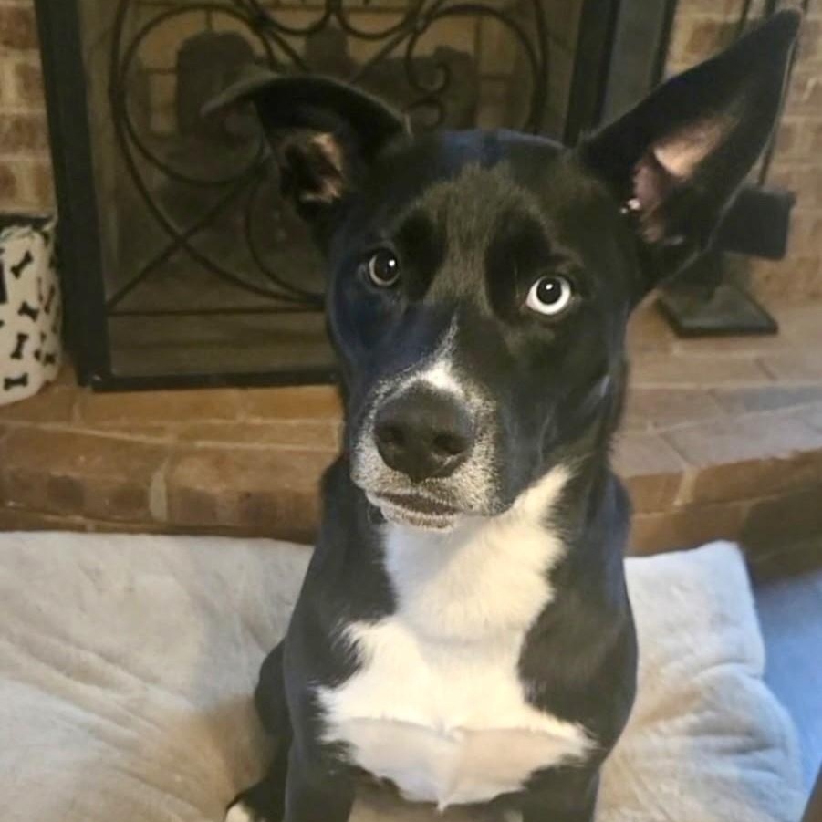 Julia, a Adoptable mixed breed in Waxhaw, NC image 2/6