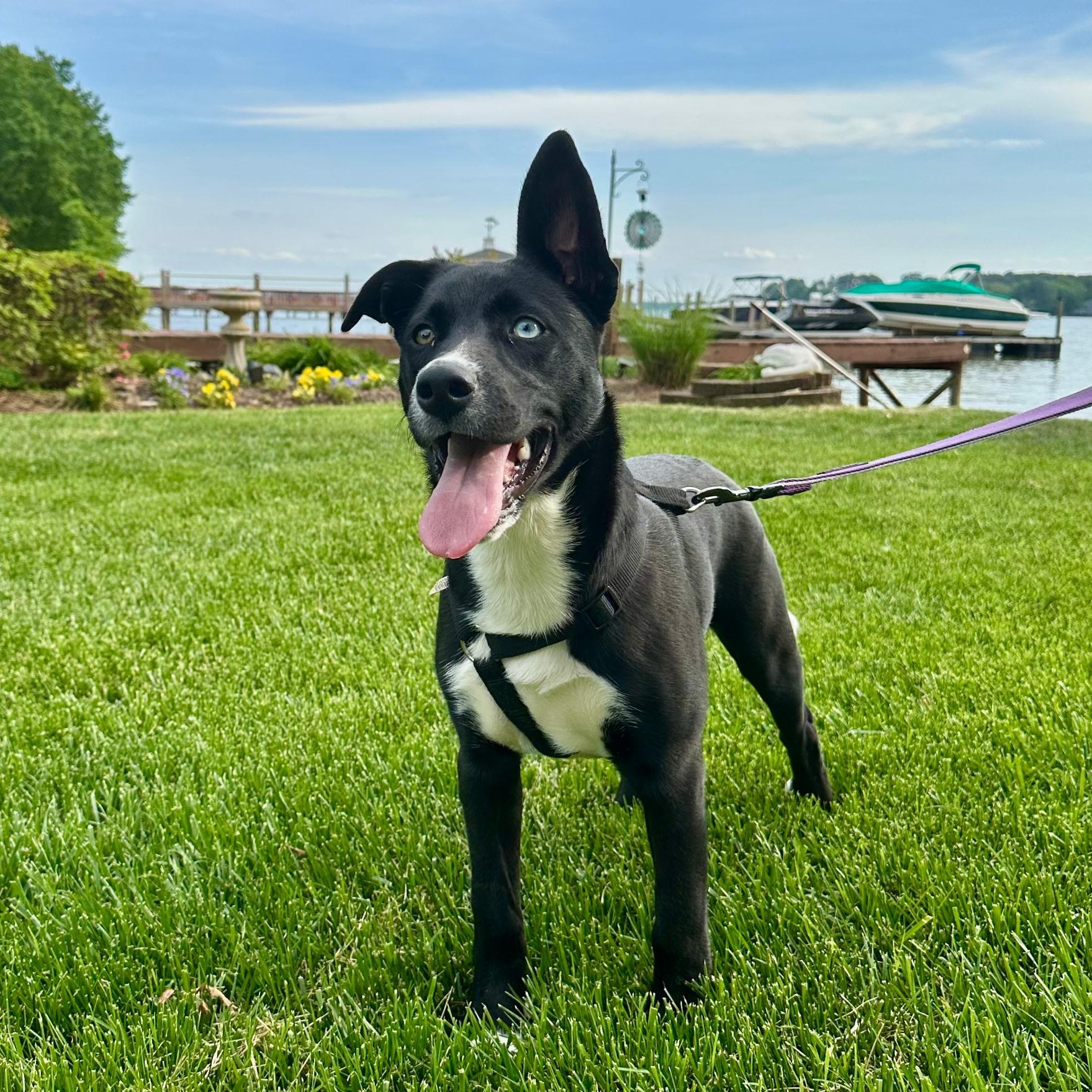 Julia, a Adoptable mixed breed in Waxhaw, NC image 5/6