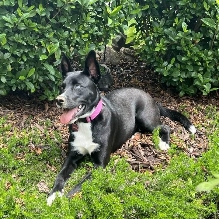 Julia, a Adoptable mixed breed in Waxhaw, NC image 4/6