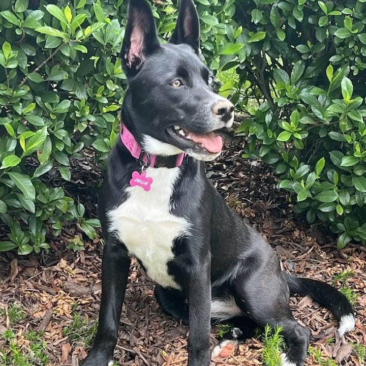 Julia, Adoptable, Young Female Husky.