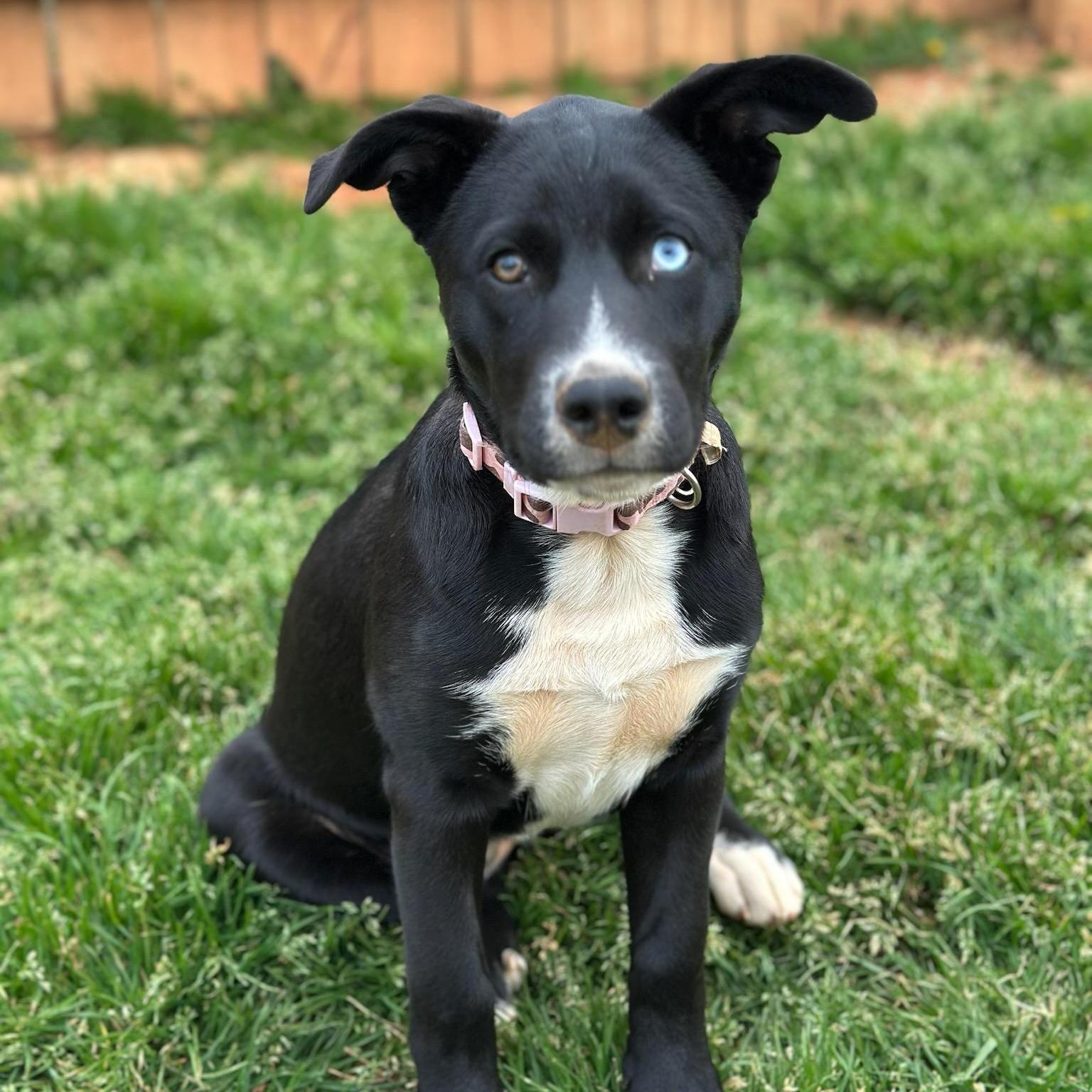 Julia, a Adoptable mixed breed in Waxhaw, NC image 6/6