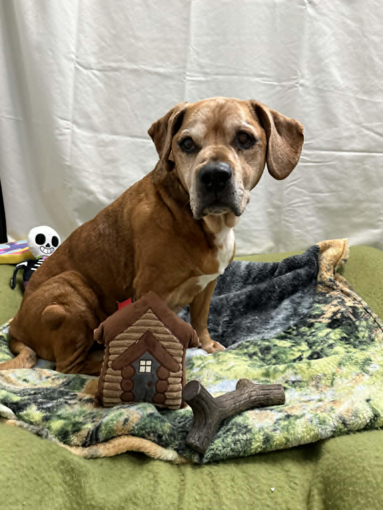 CLANCY, a ADOPTABLE Mixed Breed in Port Clinton, OH image 2/3