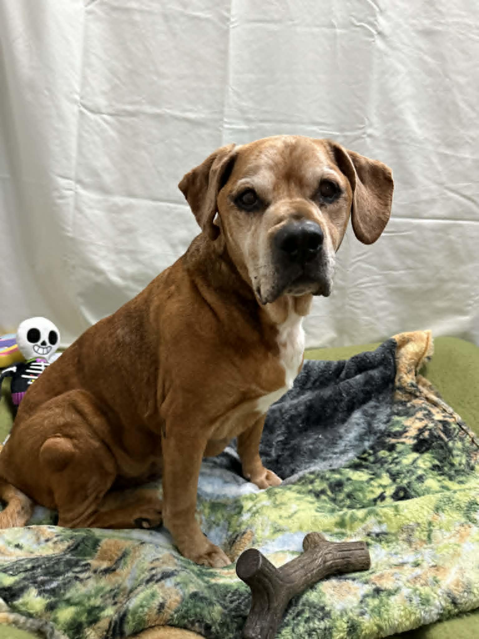 CLANCY, a ADOPTABLE Mixed Breed in Port Clinton, OH image 3/3