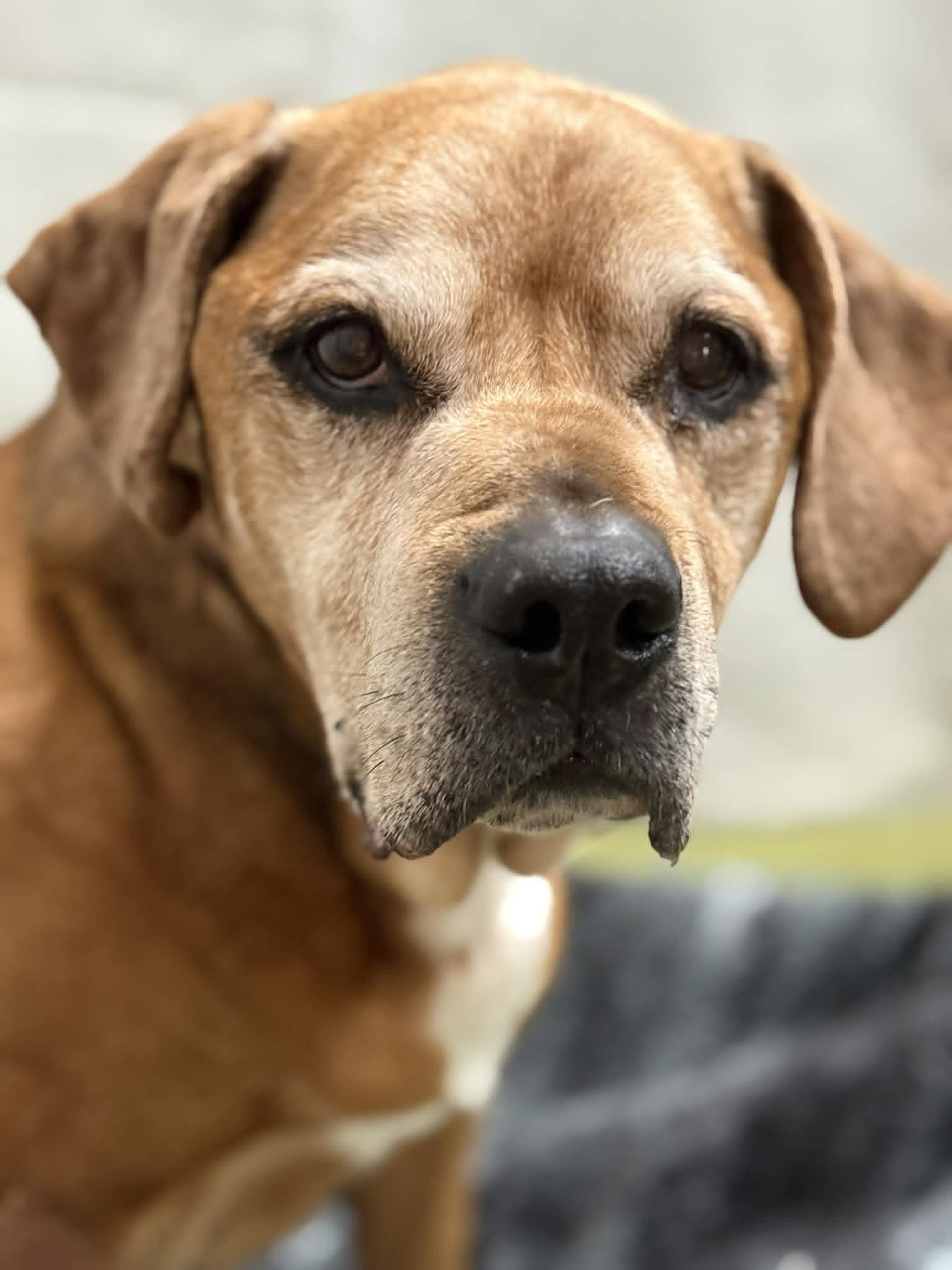 CLANCY, a ADOPTABLE Mixed Breed in Port Clinton, OH image 1/3