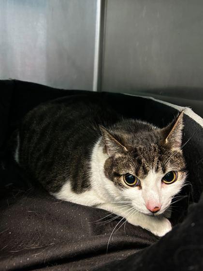 Bitty Kitty, Adoptable, Adult Female Domestic Short Hair & Domestic Short Hair.