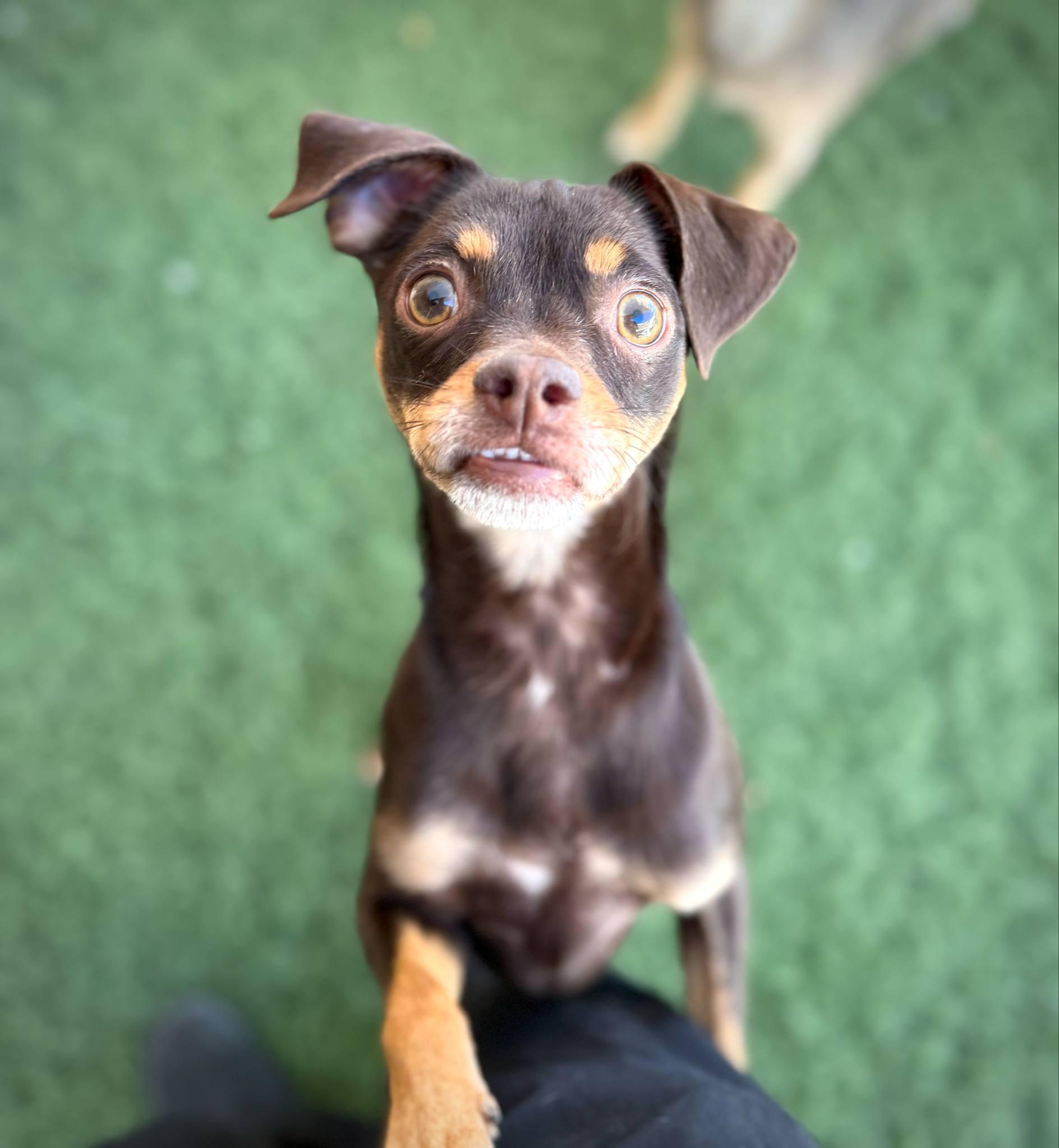 Kahlua, Adoptable, Puppy Male Chihuahua & Miniature Pinscher.